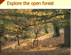 New forest hotel - explore the forest image