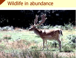 New forest hotel wildlife feature image